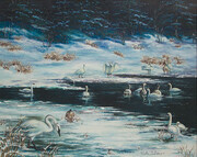 Trumpeter Swans & First Snowfall