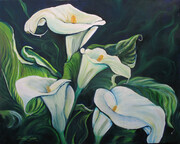 White Cala Lilies